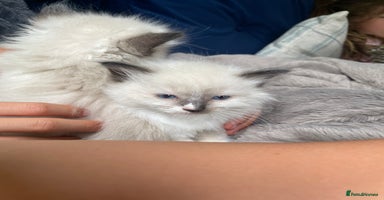 Ragdoll cats - Advert 13