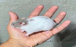 Hamster rodents for sale: STUNNING, TAME, PEDIGREE BABY SYRIAN HAMSTER - Image 12