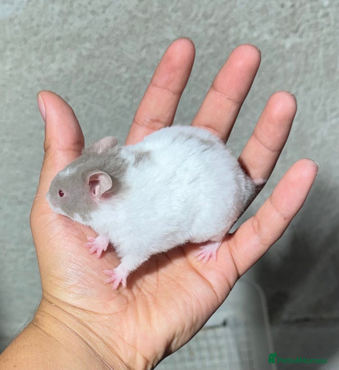 Hamster rodents for sale: STUNNING, TAME, PEDIGREE BABY SYRIAN HAMSTER - Image 12