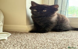 British Shorthair cats for sale: Beautiful kittens - Image 3