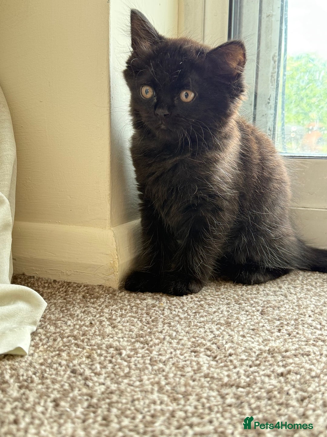 British Shorthair cats for sale: Beautiful kittens - Image 3