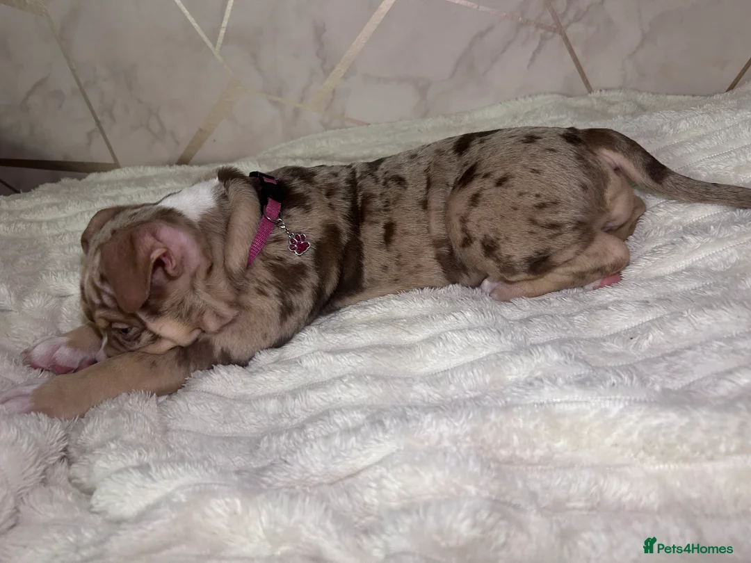 American Bully dogs for sale: 4 beautiful girl bully’s ready to go  - Advert 29