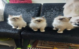 Ragdoll cats for sale: Beautiful and adorable rag dolls. 🐱🐱🐱🐱 - Image 11