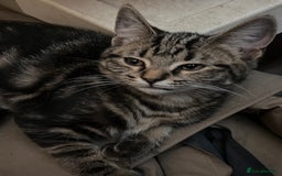 Mixed Breed cats for sale: Cute and playful kitties  - Image 10