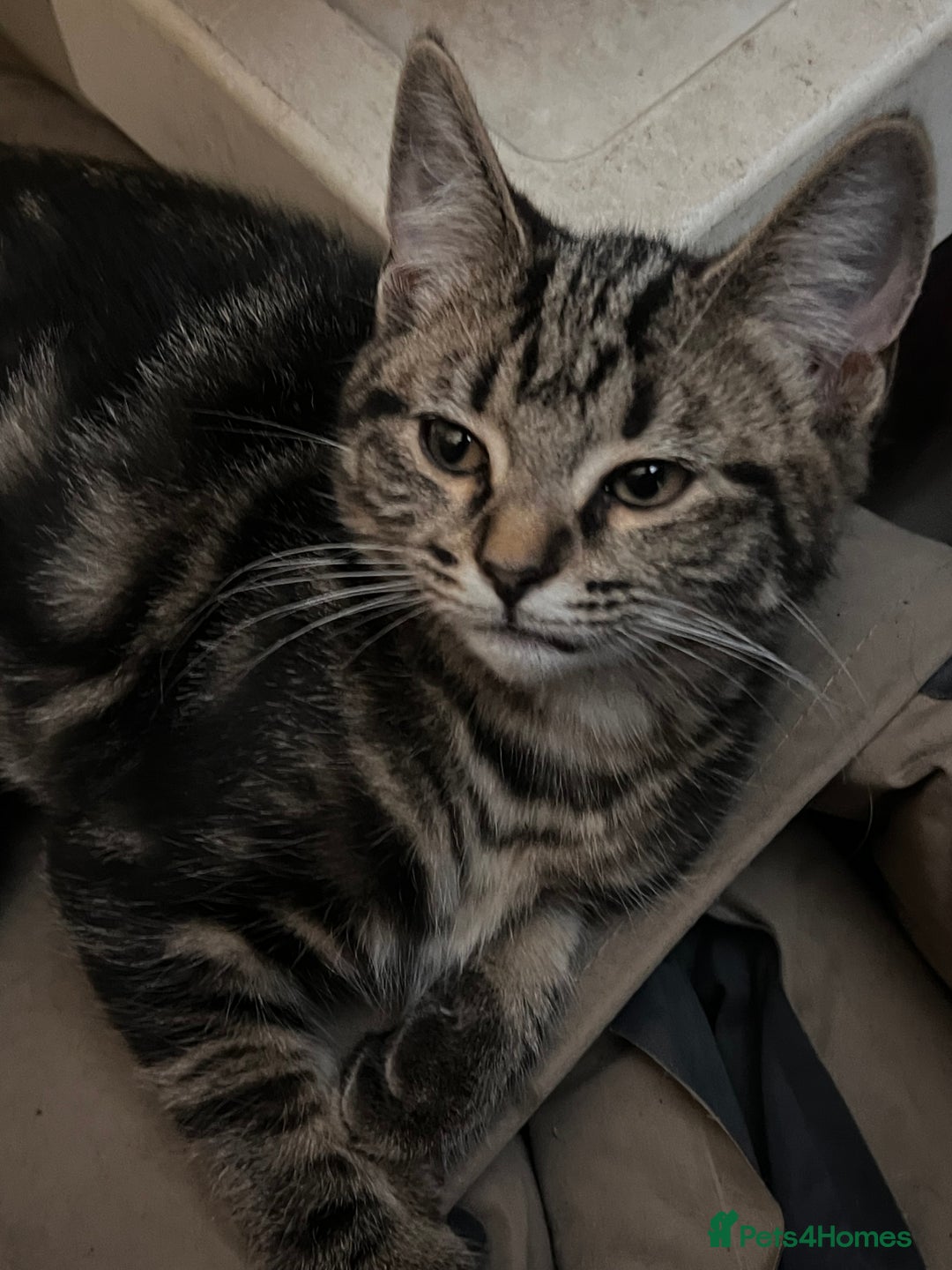 Mixed Breed cats for sale: Cute and playful kitties  - Image 10