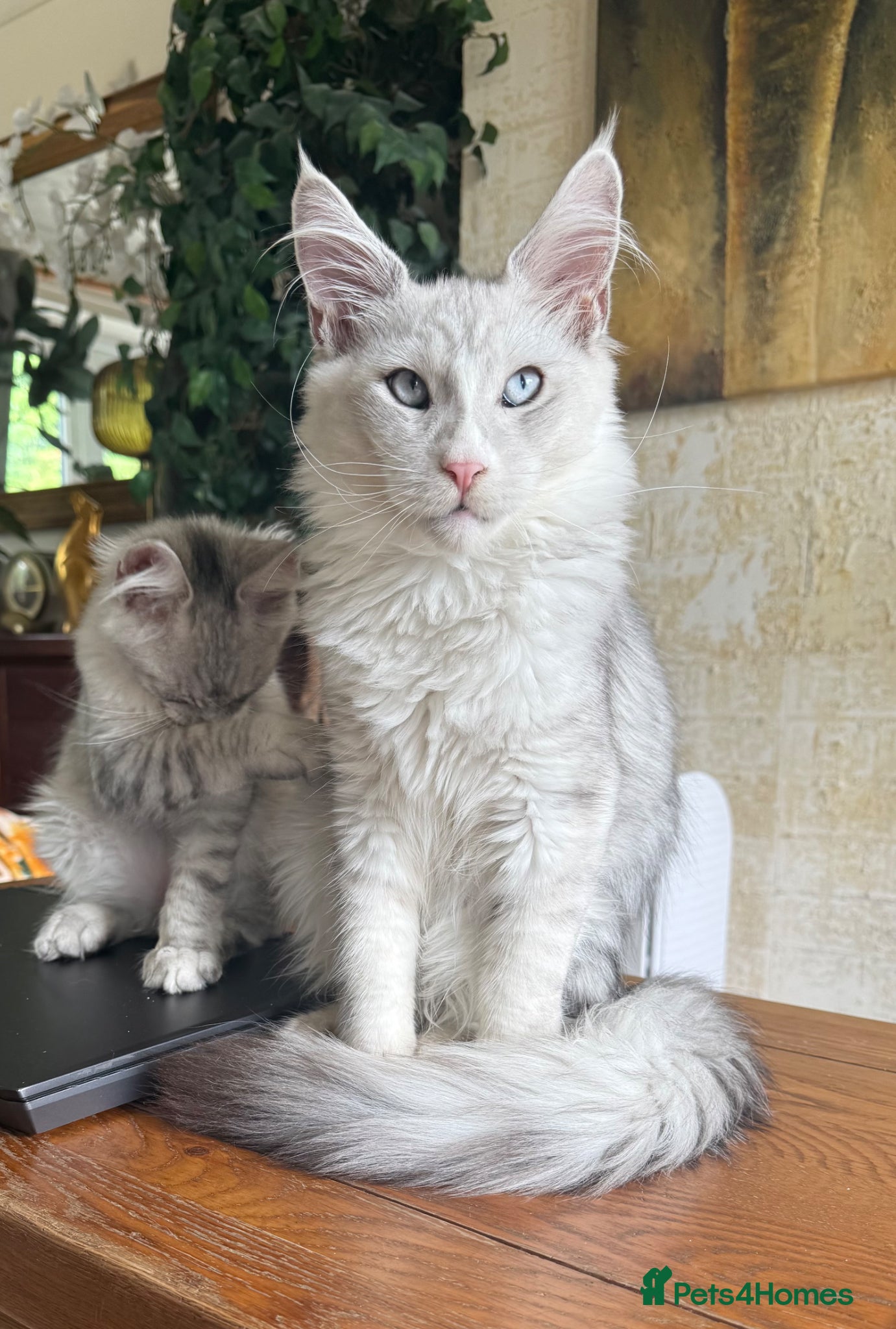 Maine Coon cats Shaded boy 💎💙 - Advert 1