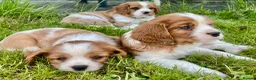Cavalier King Charles Spaniel dogs for sale: 6 Beautiful KC Registered Cavalier King Charles  - Advert 21