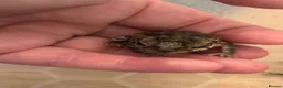 Toad reptiles for sale: 2 Baby Cane Toads - Advert 13