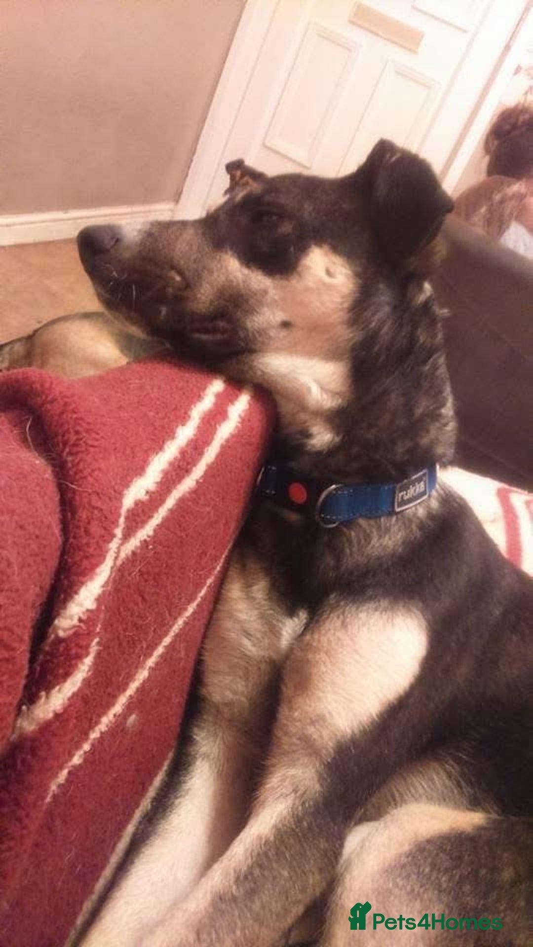 Mixed Breed dogs for adoption: Ralph - Norwich Norfolk  - Advert 12