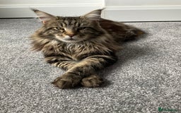 Maine Coon cats for stud: My very large beautiful main coon - Image 2