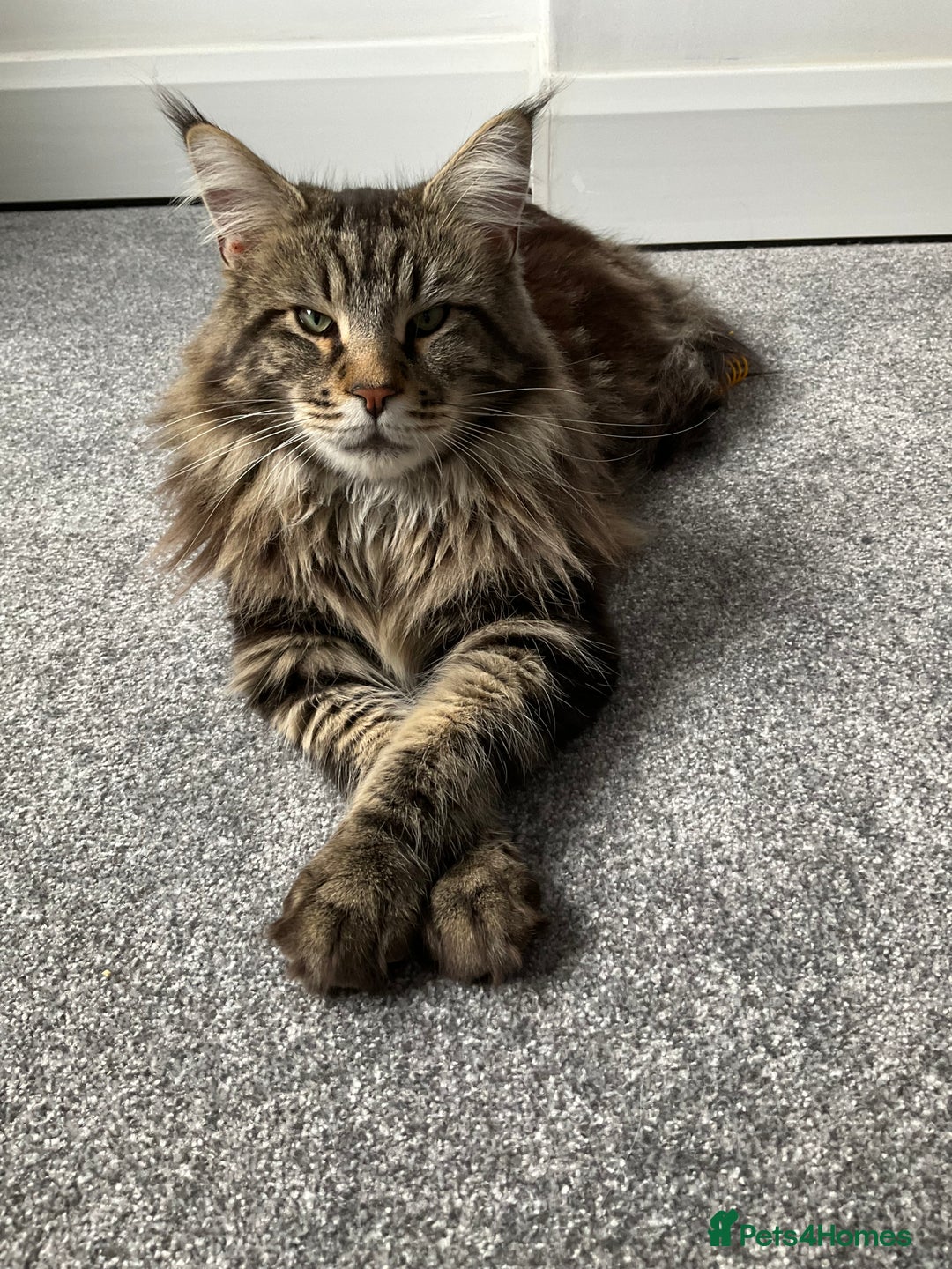 Maine Coon cats for stud: My very large beautiful main coon - Image 2