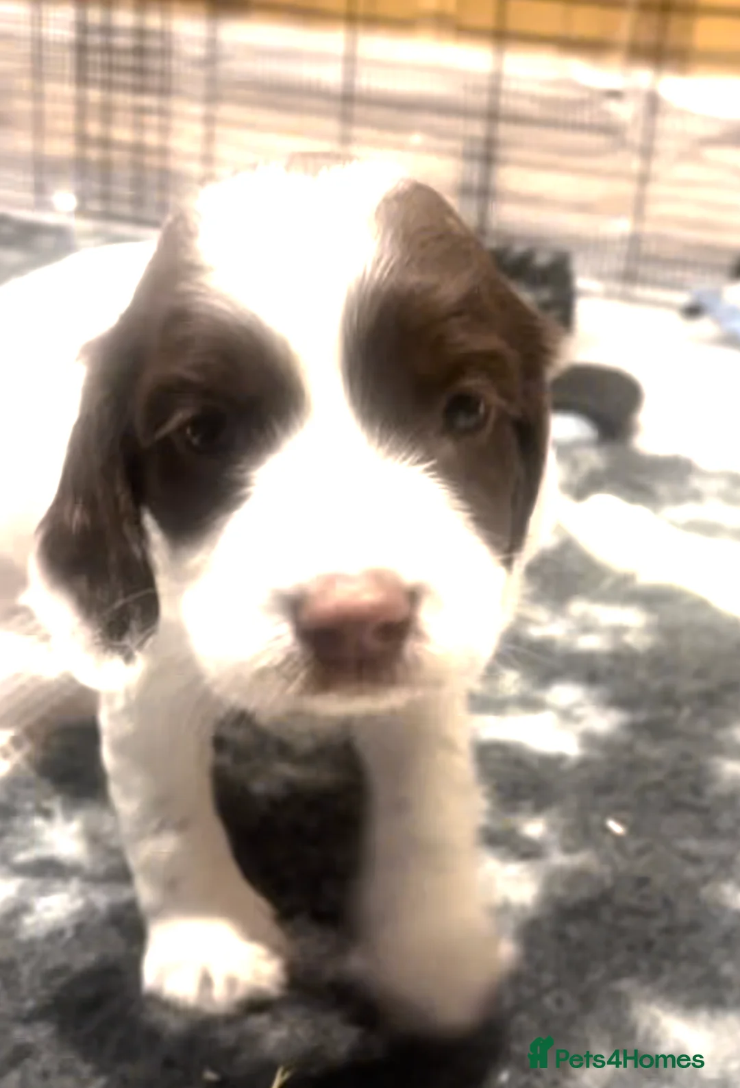 English Springer Spaniel dogs for sale: Pretty liver and white Springer Spaniels - Advert 7
