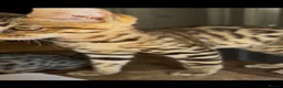 Bengal cats for sale: Bengal kitten London Ready to leave  - Advert 3
