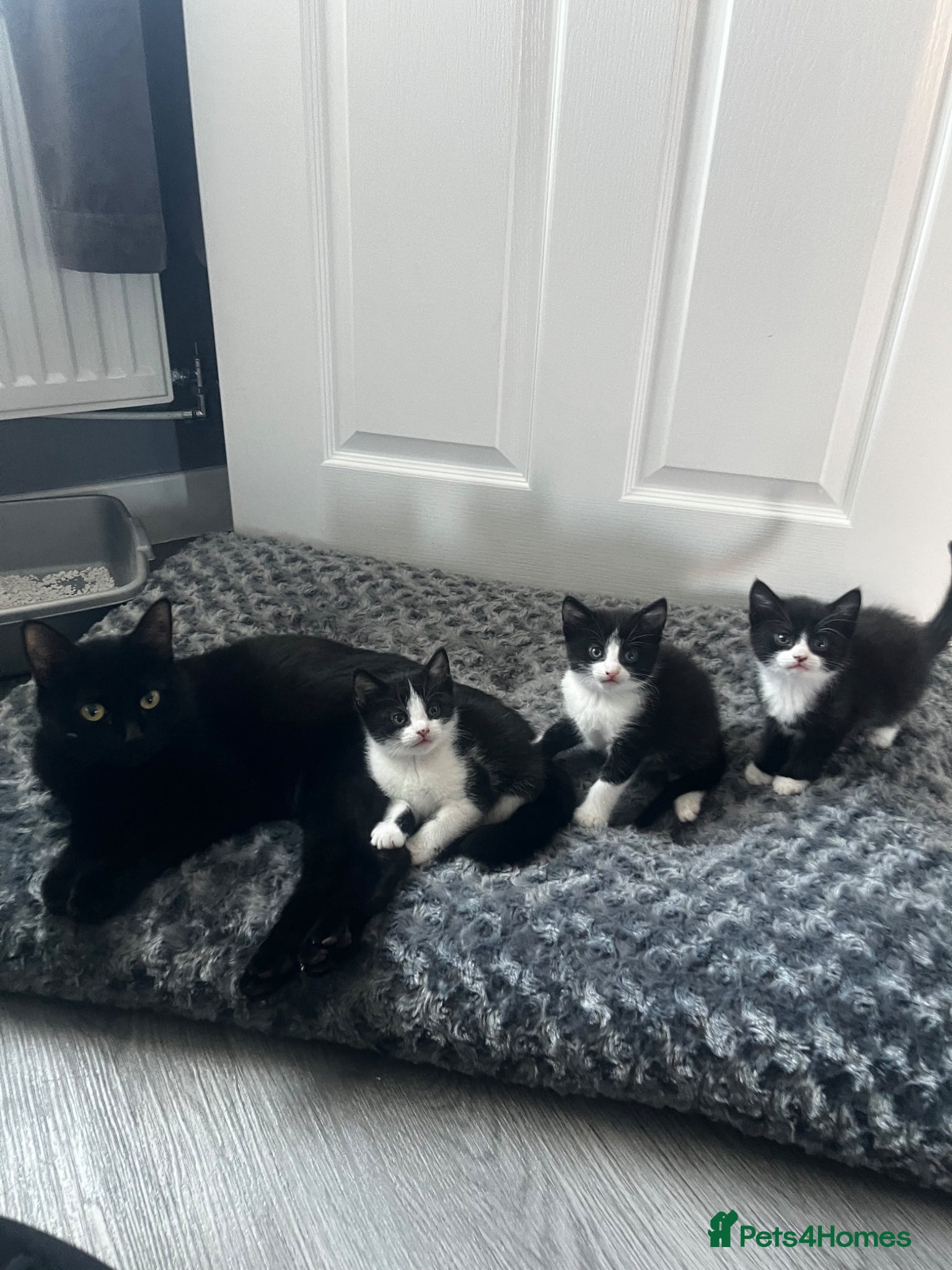 Mixed Breed cats 2 boys 1 girl  - Advert 7