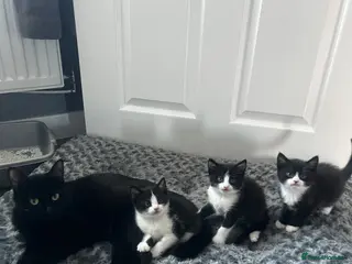 Mixed Breed cats 2 boys 1 girl - Advert 4