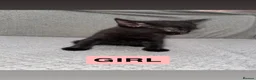 Mixed Breed cats for sale: Three mixed/part ragdoll kittens - Advert 5