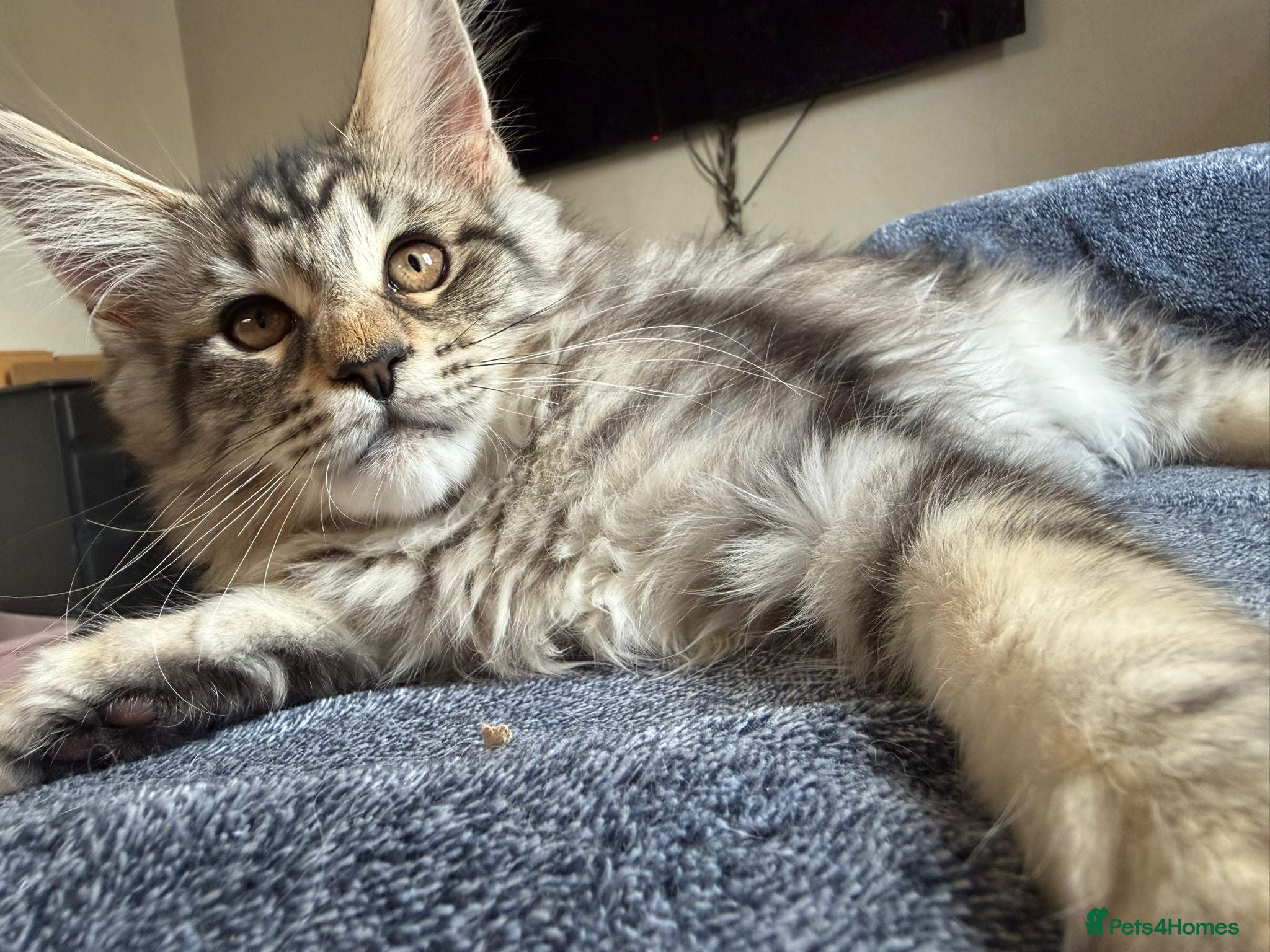 Maine Coon cats Full Maine coon born 14th feb kittens  - Advert 1