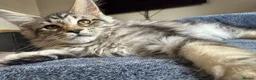 Maine Coon cats for sale: Full Maine coon born 14th feb kittens  - Advert 1