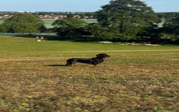 Miniature Dachshund dogs for sale: 🐶🖤STUNNING KC MINIATURE DACHSHUND PUPPIES🖤🐶 - Image 16