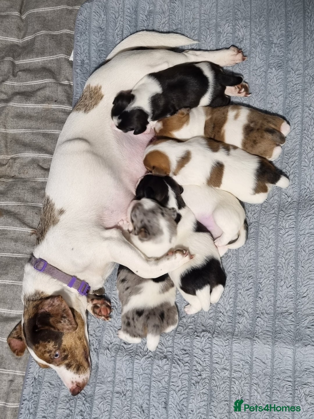 Jack Russell dogs for sale: Jack Russell X Shih Tzu Puppies - Advert 1