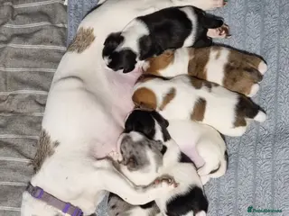 Jack Russell dogs Jack Russell X Shih Tzu Puppies - Advert 9