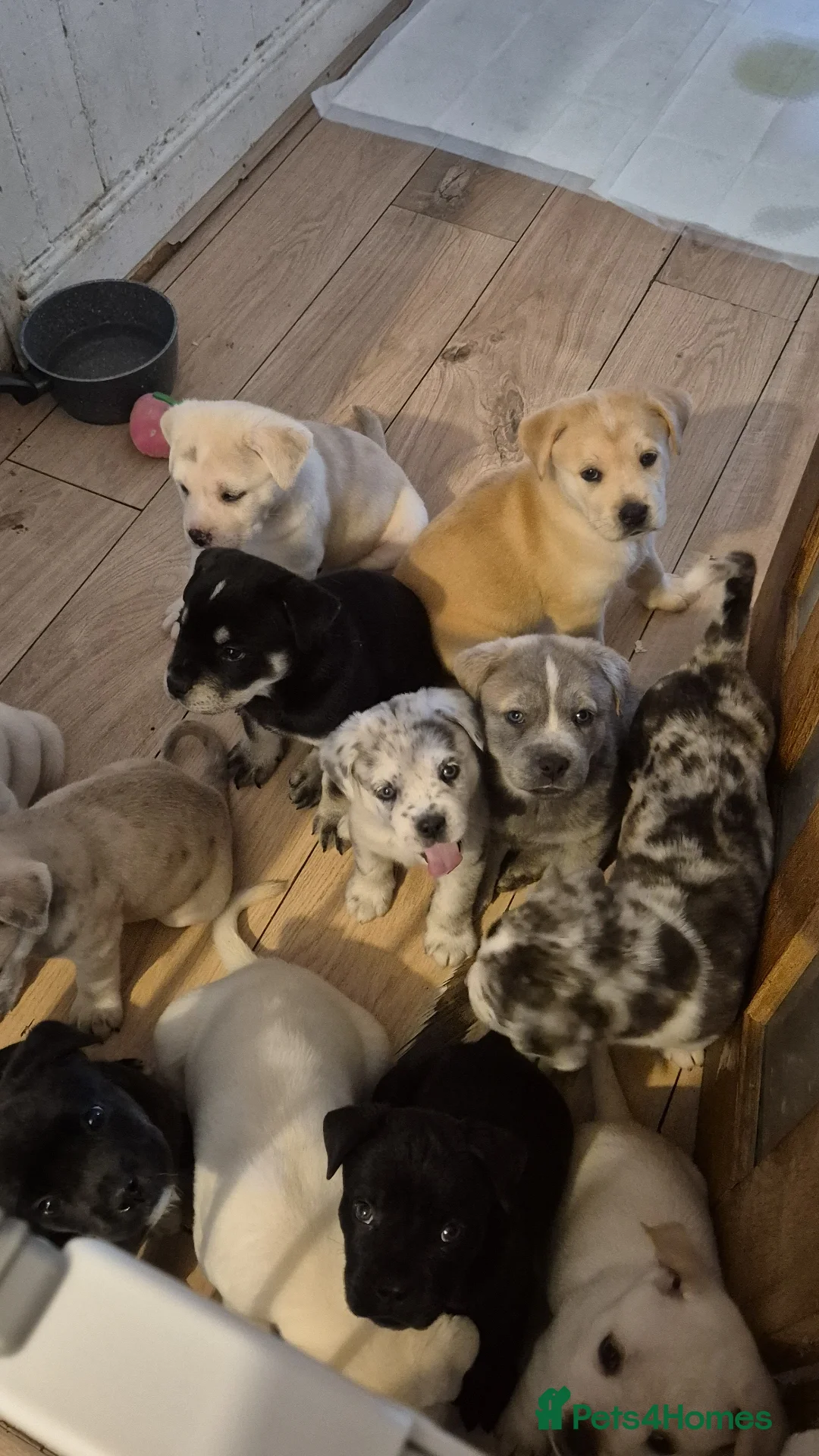 Mixed Breed dogs 12 Cane corso x Chowski royal canin fed - Advert 2