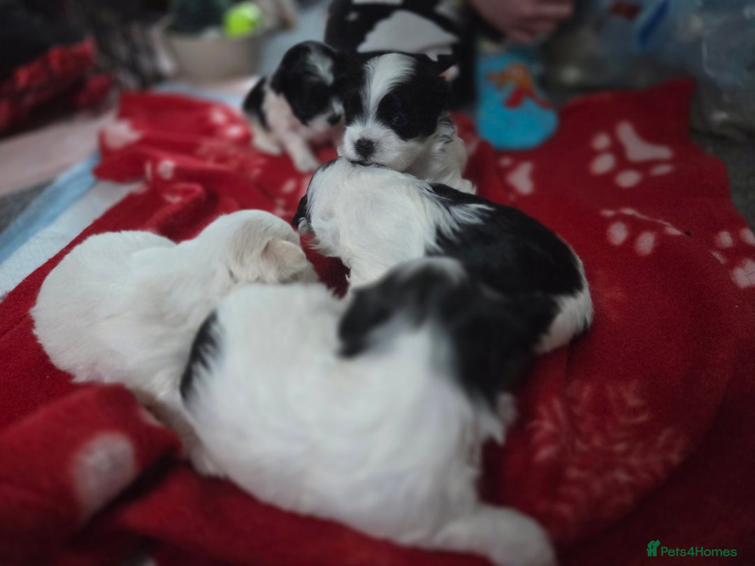 Maltese dogs for sale: 3 boys 1 girl x maltese puppies - Advert 24