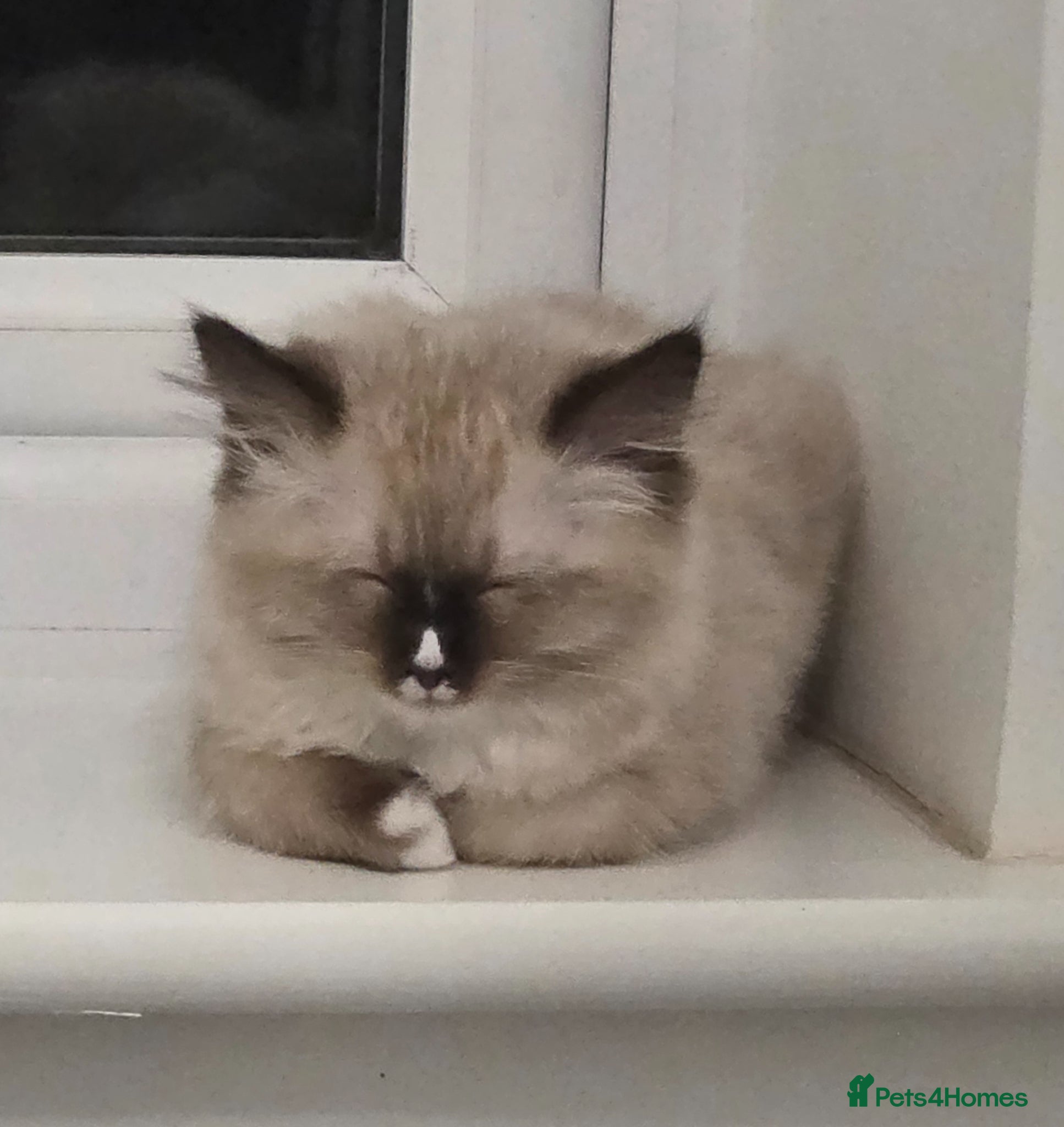 Siberian cats for sale: Gorgeous Siberian Kitten  - Advert 6
