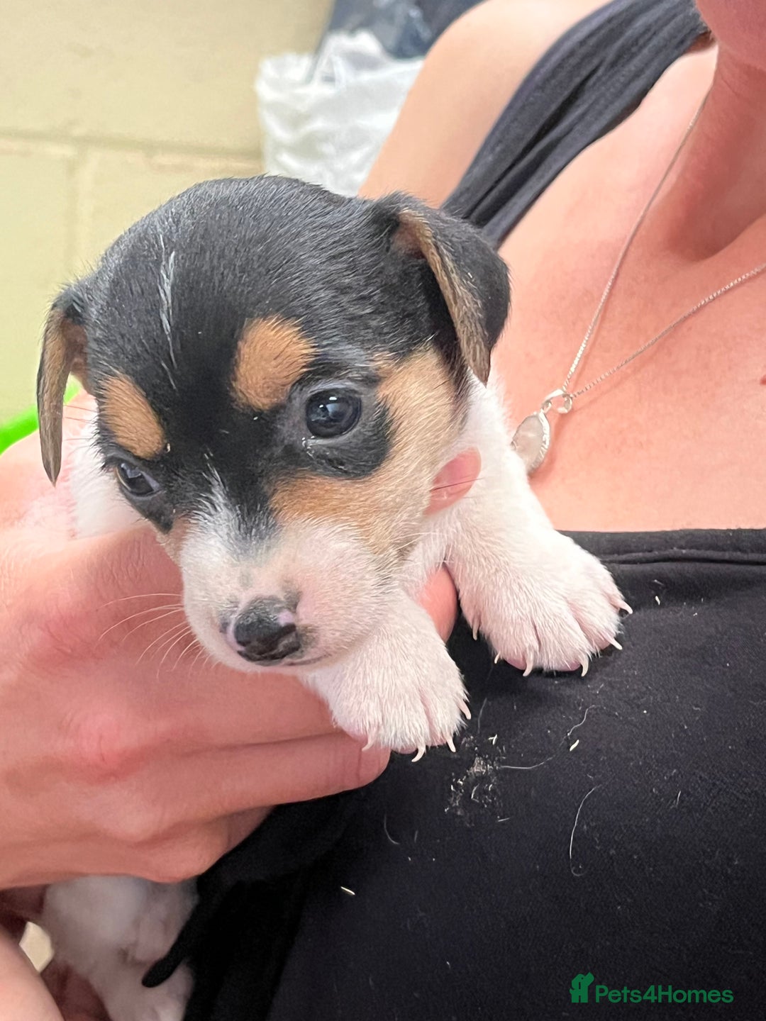 Jack Russell dogs for sale: Beautiful Jack Russell Puppies - Image 3