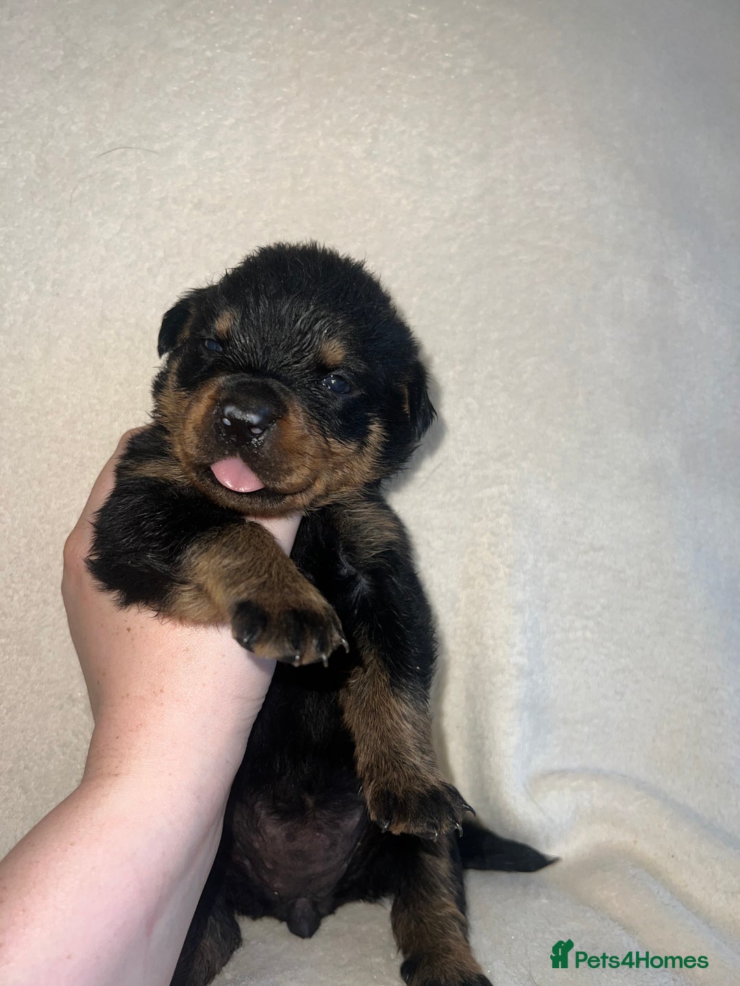 Rottweiler dogs for sale: Stunning Rottweiler puppies  - Image 4