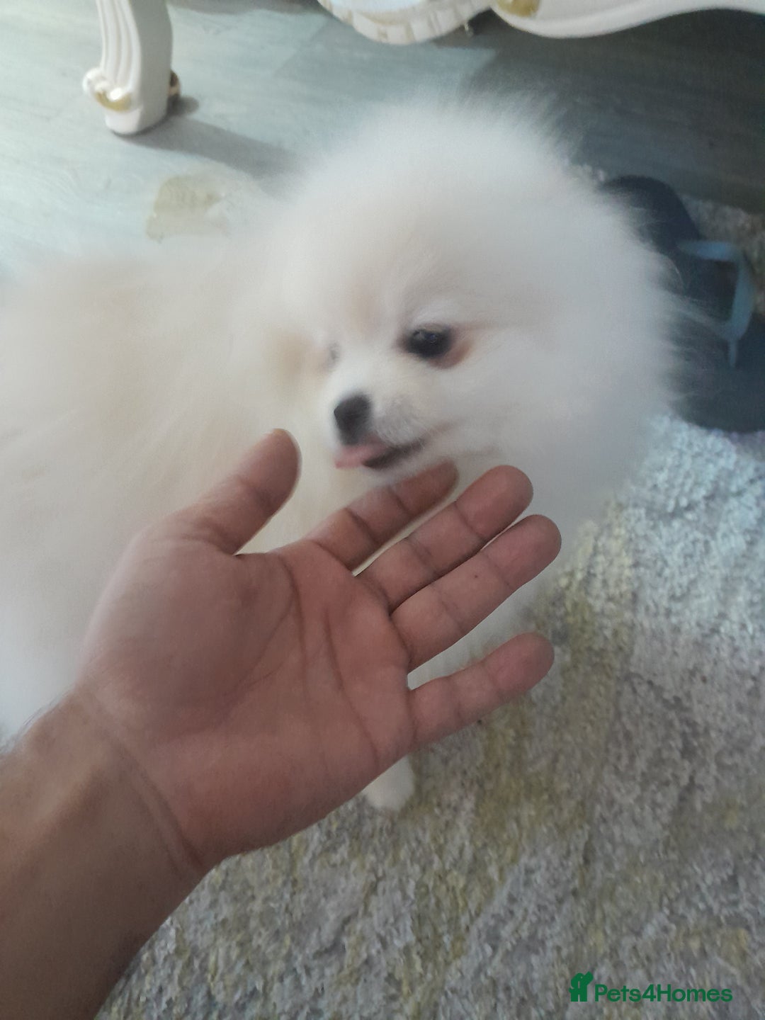 Pomeranian dogs for sale: ALIK  - Advert 5