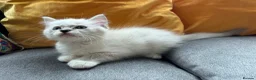 Ragdoll cats for sale: Luxury Blue Point Mitted Ragdoll Kittens - Advert 36