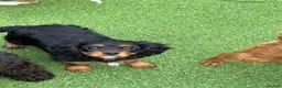 Cavalier King Charles Spaniel dogs for sale: Stunning health tested KC cavalier puppies - Advert 16