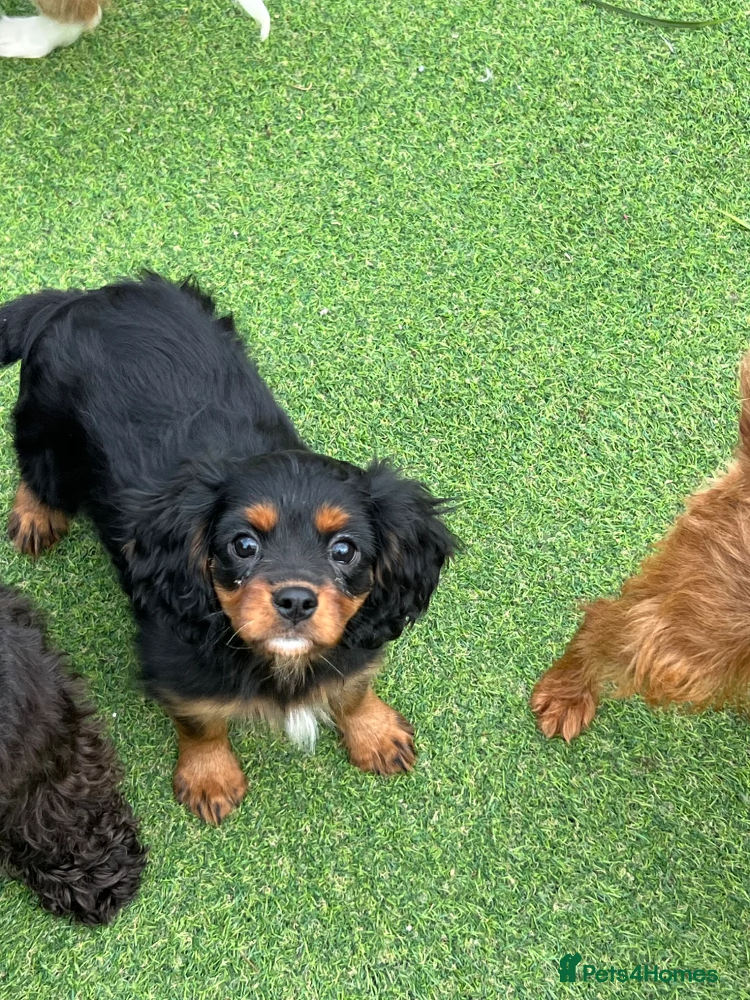 Cavalier King Charles Spaniel dogs for sale: Stunning health tested KC cavalier puppies - Advert 16
