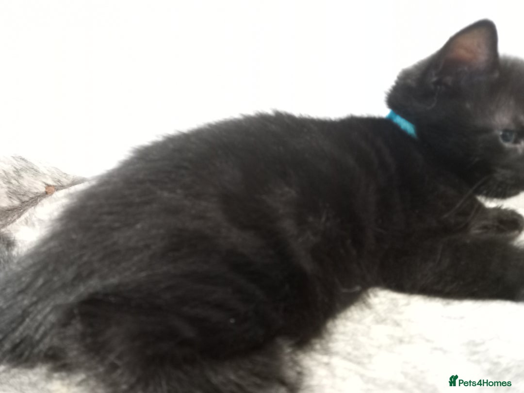 Domestic Shorthair cats for sale: 3 beautiful cuddley crazy kittens looking for you! - Image 5