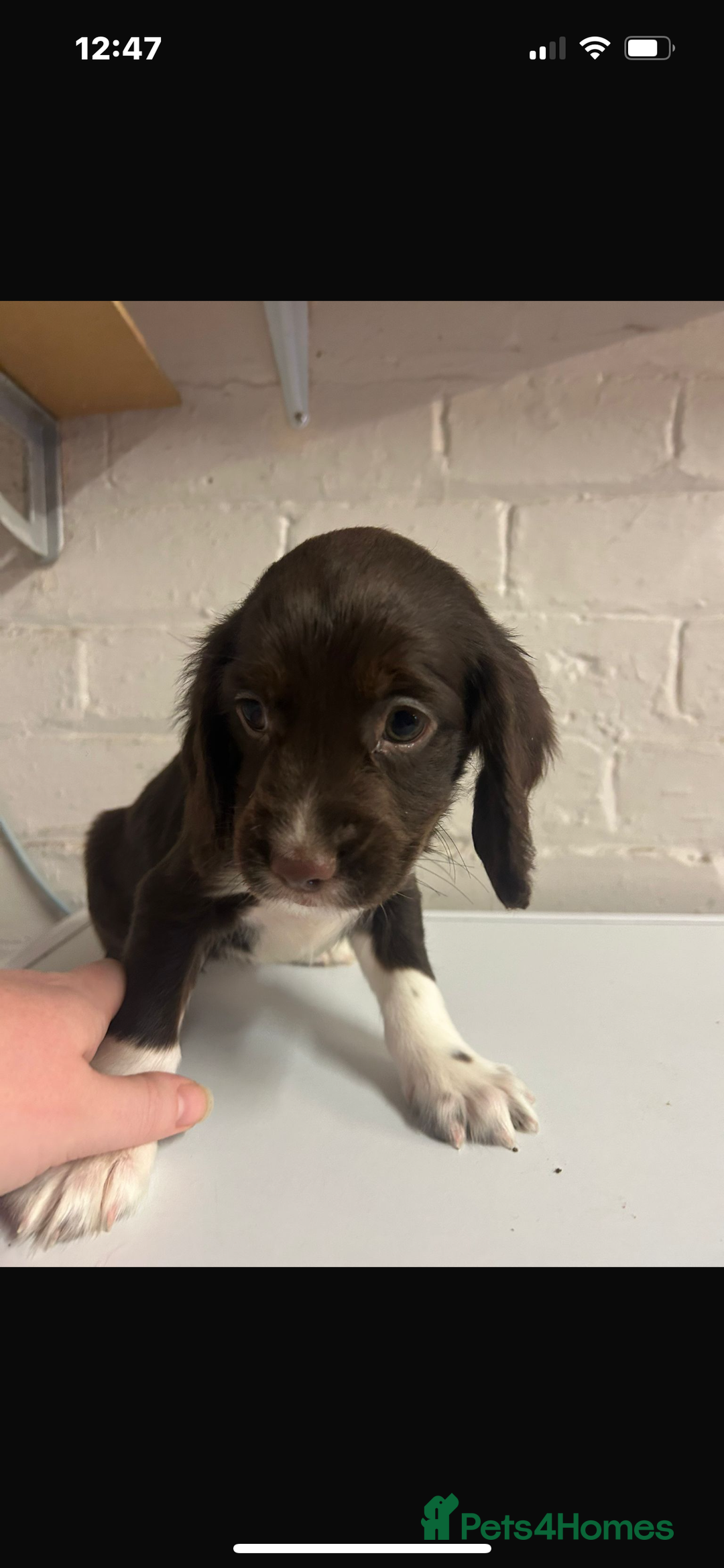 Cocker Spaniel dogs for sale: Cocker Spaniel Bitch *For Sale* - Advert 5