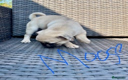 Pug dogs for sale: Pug Puppies  - Image 21