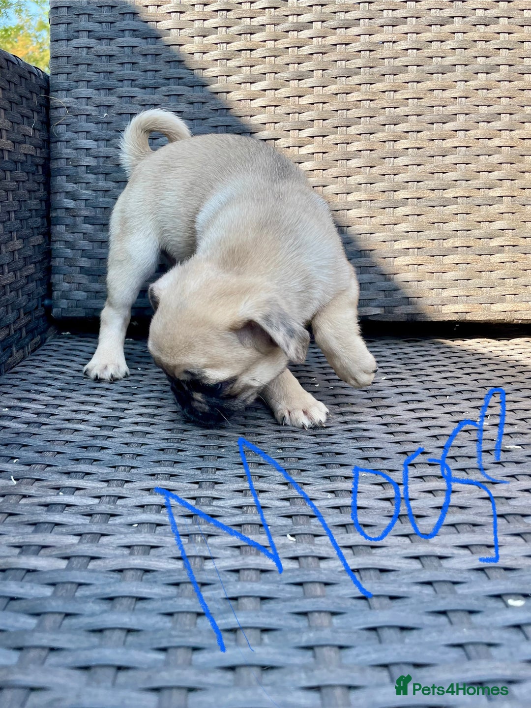 Pug dogs for sale: Pug Puppies  - Image 21