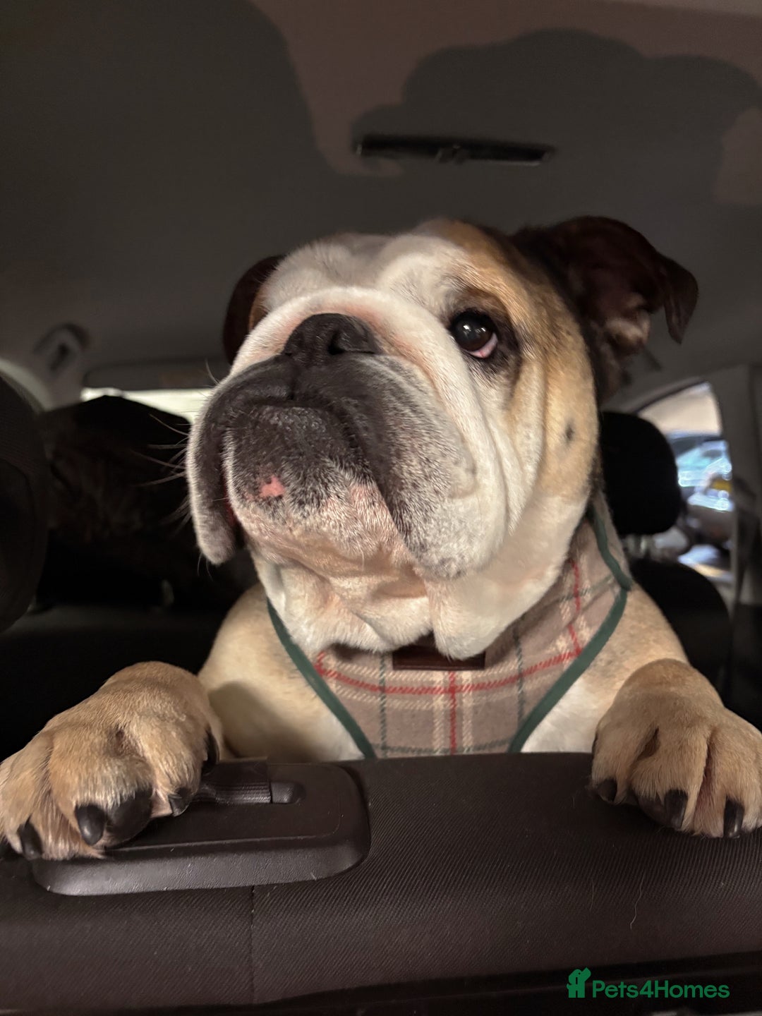 English Bulldog dogs for stud: Proven KC English Bulldog for Stud - Advert 11