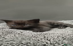 Mixed Breed cats for sale: 4 Adorable Kittens  - Image 4