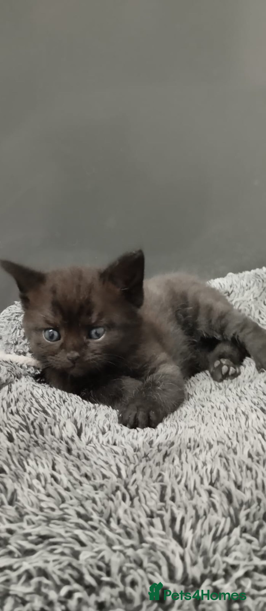 Mixed Breed cats for sale: 4 Adorable Kittens  - Image 4