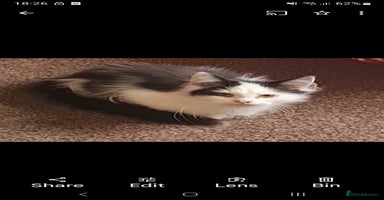 Mixed Breed cats - Advert 12