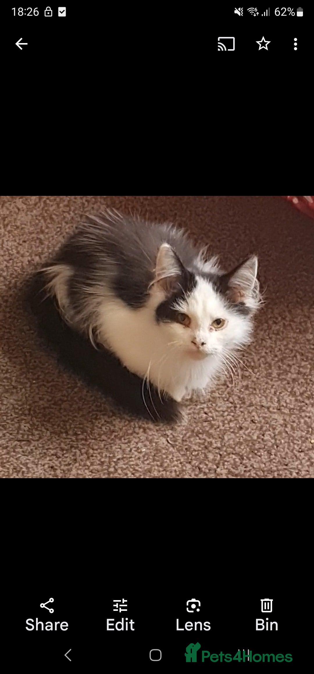 Mixed Breed cats for sale: Vaccinated 4 female kittens left - Image 2