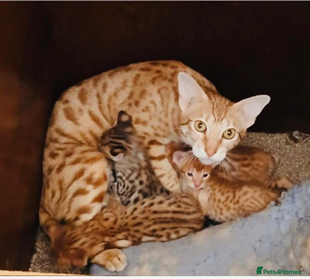 Savannah cats for sale: Adult cinnamon spotted F3 Savannah female cat - Image 2