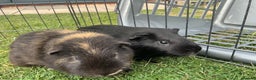Guinea Pig rodents for sale: 2 Friendly boy guinea pigs looking for a new home - Advert 4