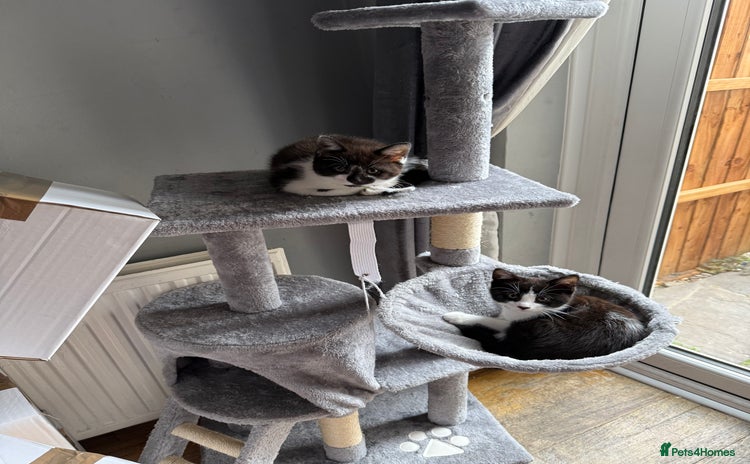 Siamese cats - Advert 1