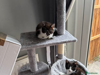 Siamese cats - Advert 17