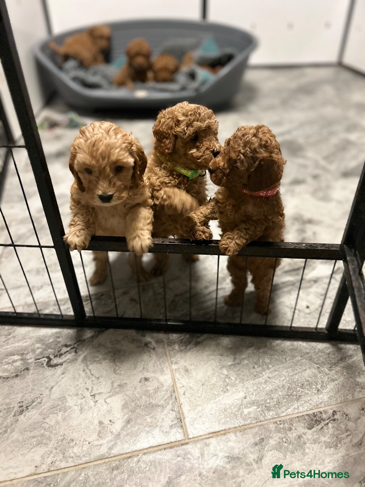 Cavapoo dogs F1b red Cavapoos 4 boys 4 girls  - Advert 1