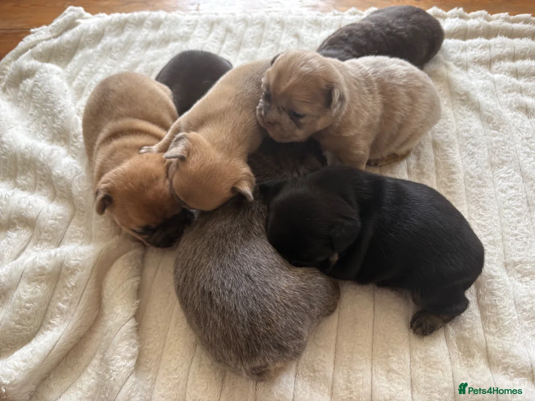 French Bulldog dogs for sale: Beautiful French Bulldog puppies - family raised  - Advert 39