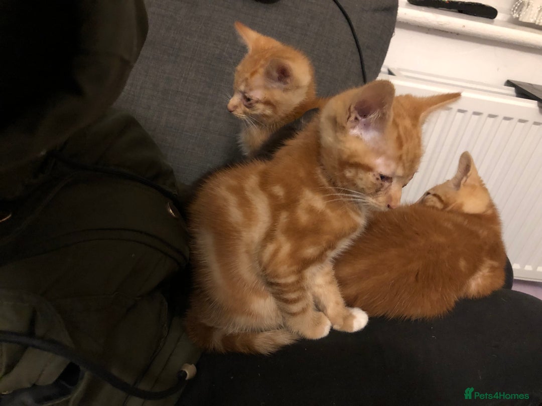 Mixed Breed cats for sale: Three Male Ginger & White Kittens Available - Image 3